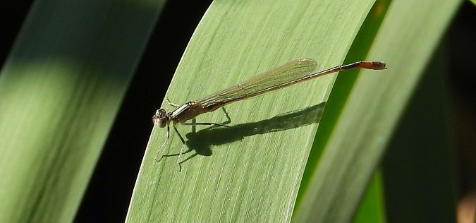 Große Pechlibelle 