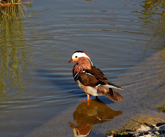 Canard mandarin  - Jarosław Słowikowski