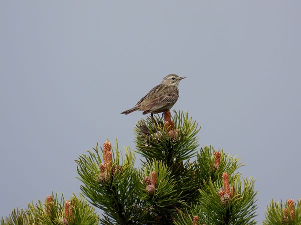Pipit des arbres  - Jarosław Słowikowski