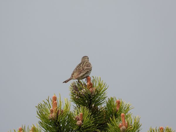 Pipit des arbres  - Jarosław Słowikowski