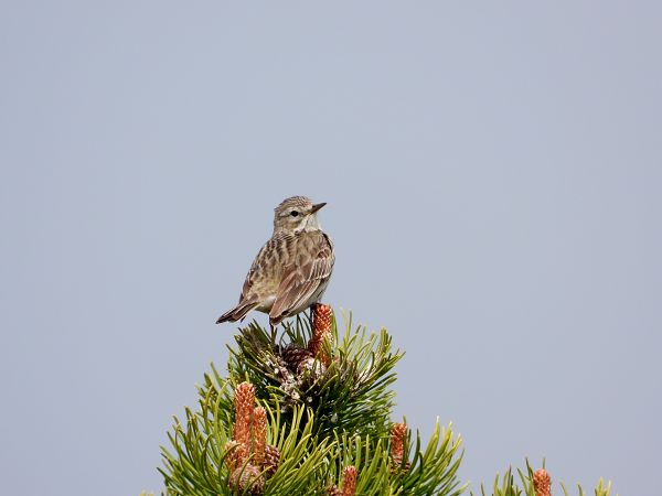 Pipit des arbres  - Jarosław Słowikowski