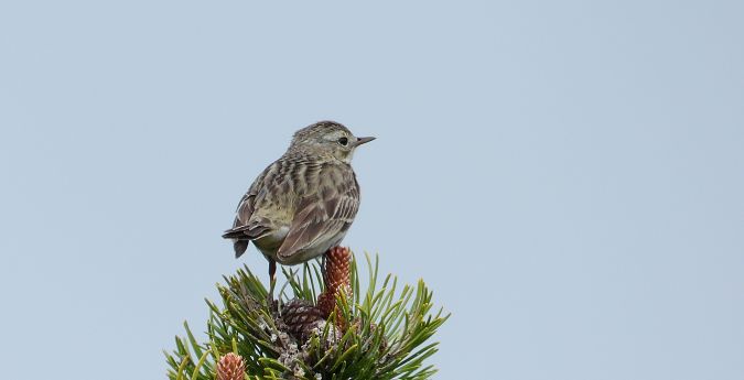 Pipit des arbres  - Jarosław Słowikowski