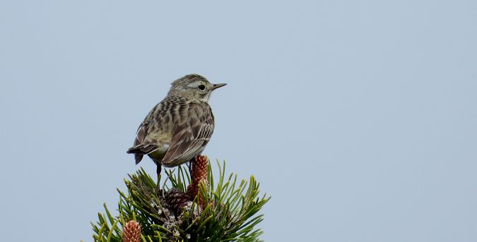 Pipit des arbres  - Jarosław Słowikowski