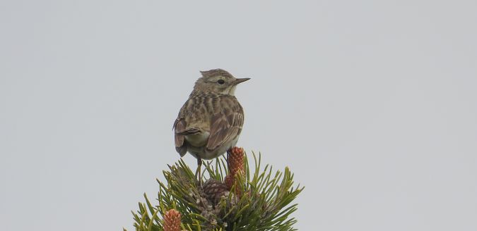 Pipit des arbres  - Jarosław Słowikowski