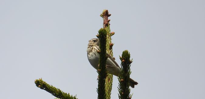 Pipit des arbres  - Jarosław Słowikowski