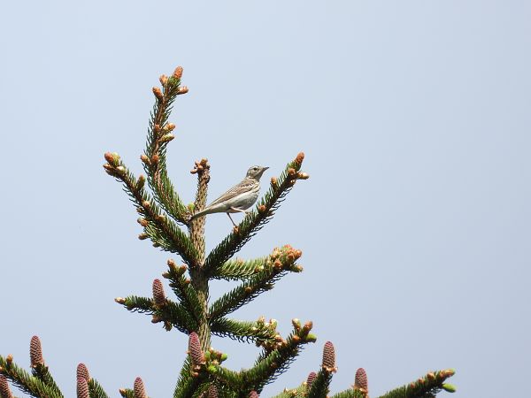 Pipit des arbres  - Jarosław Słowikowski