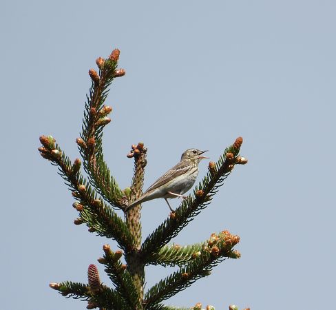 Pipit des arbres  - Jarosław Słowikowski