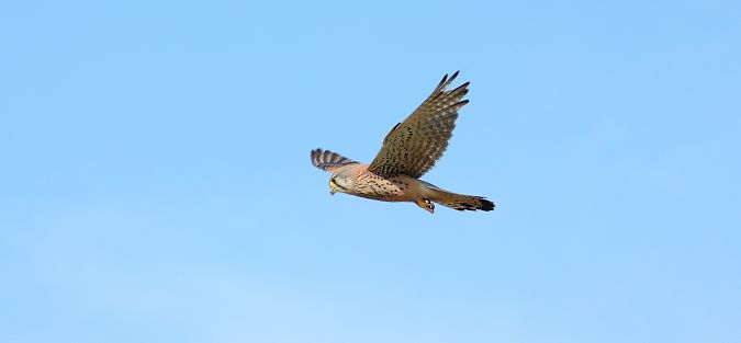 Turmfalke  - Jarosław Słowikowski