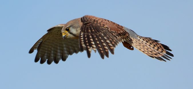 Turmfalke  - Jarosław Słowikowski