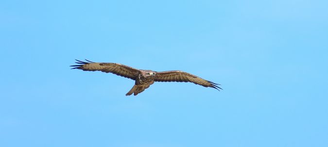 Mäusebussard  - Jarosław Słowikowski