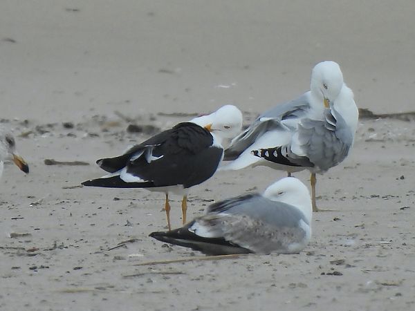 mewa żółtonoga (ssp. fuscus) 