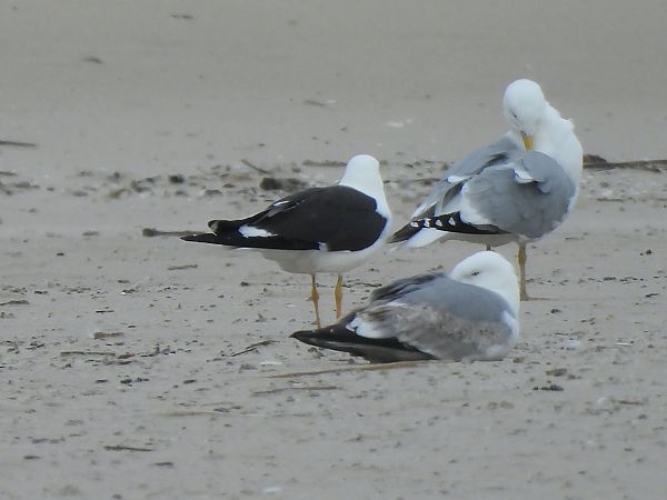 Heringsmöwe (ssp. fuscus) 