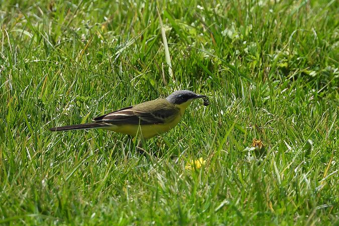 pliszka żółta (tundrowa, ssp. thunbergi)  - Łukasz Krawczyk