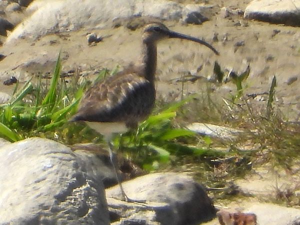 Regenbrachvogel 