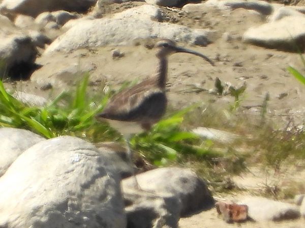 Regenbrachvogel 