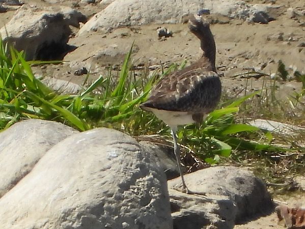Regenbrachvogel 