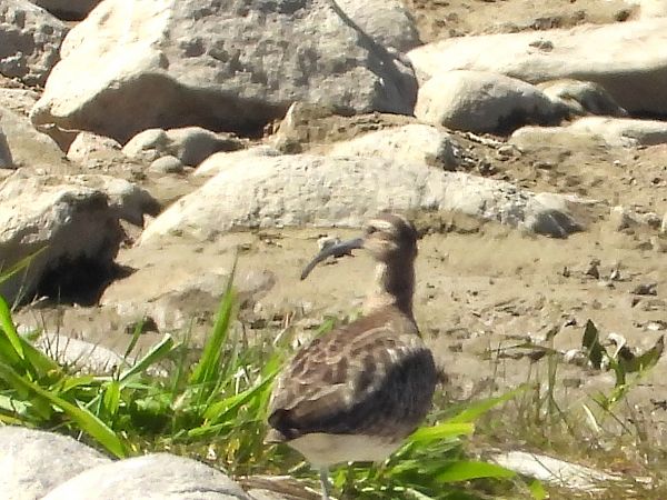 Regenbrachvogel 