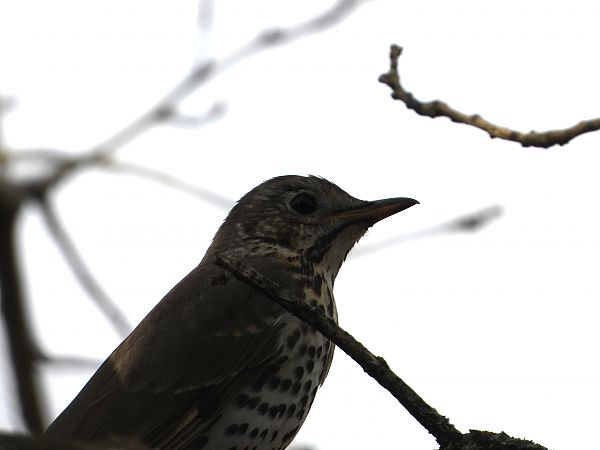 Song Thrush 