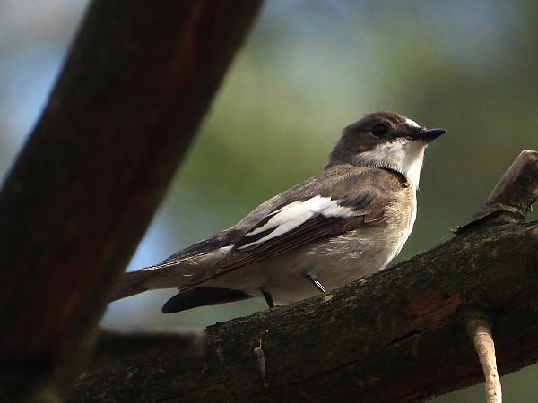European Pied Flycatcher 
