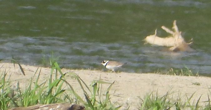 Sandregenpfeifer 