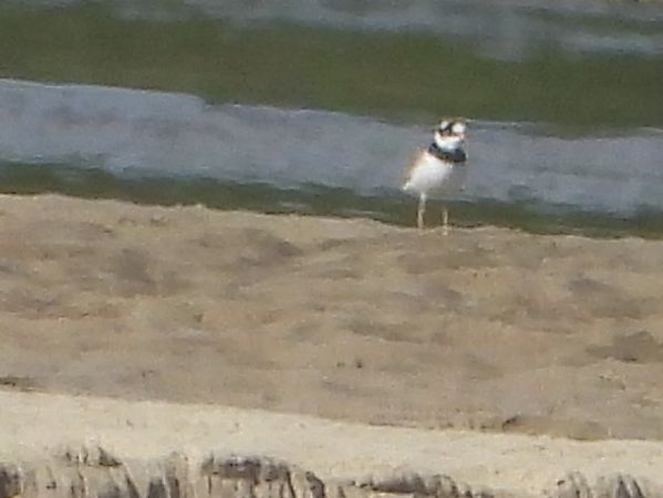 Sandregenpfeifer 