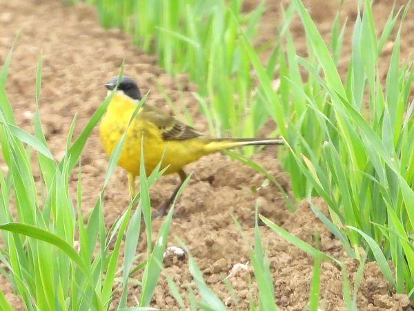 Grey-headed Yellow Wagtail (ssp. thunbergi) 