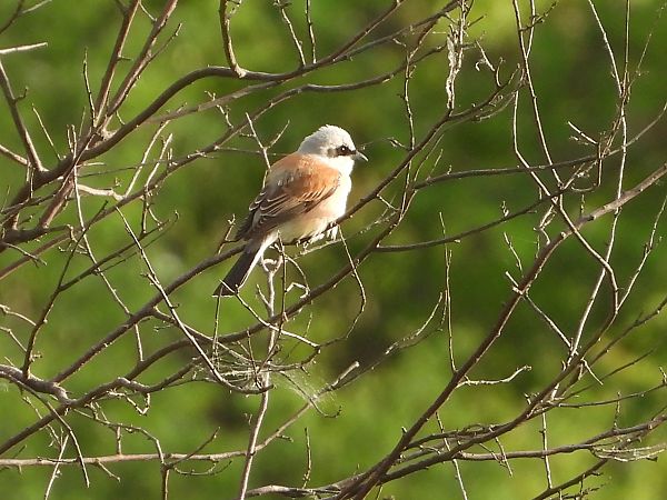 Red-backed Shrike 