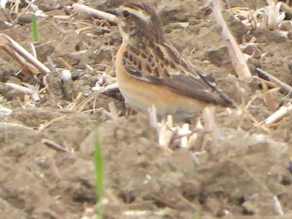 Braunkehlchen 