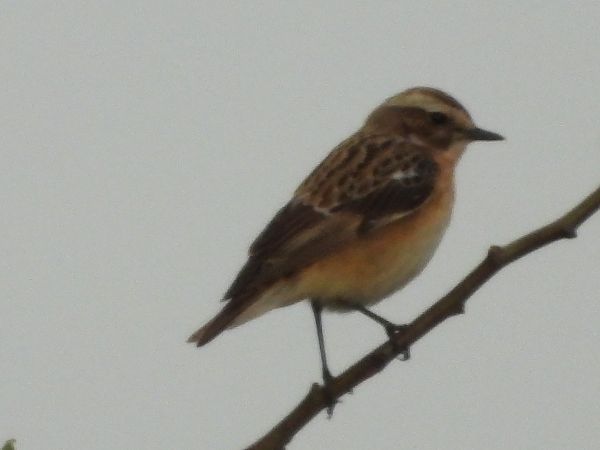 Braunkehlchen 