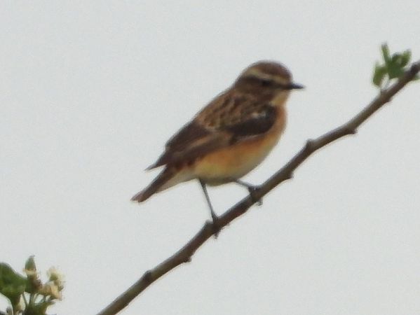 Braunkehlchen 