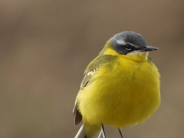 Western Yellow Wagtail 
