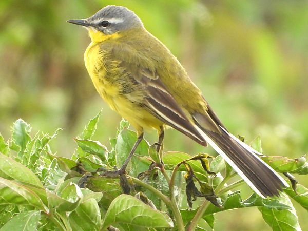 Western Yellow Wagtail 