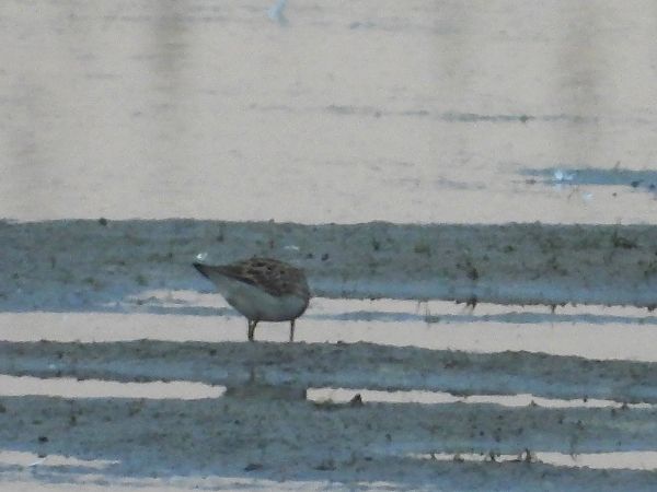 Graubrust-Strandläufer 
