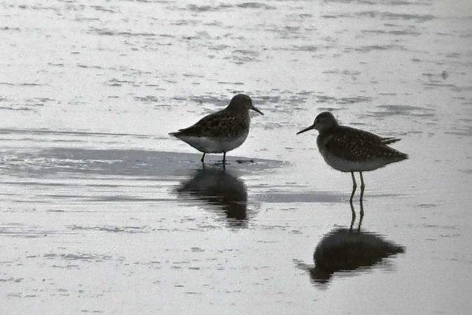 biegus arktyczny  - Mariusz Godlewski