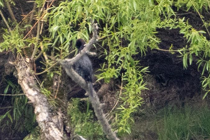 kormoran mały  - Mariusz Lizoń
