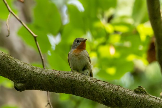 muchołówka mała  - Mariusz Lizoń