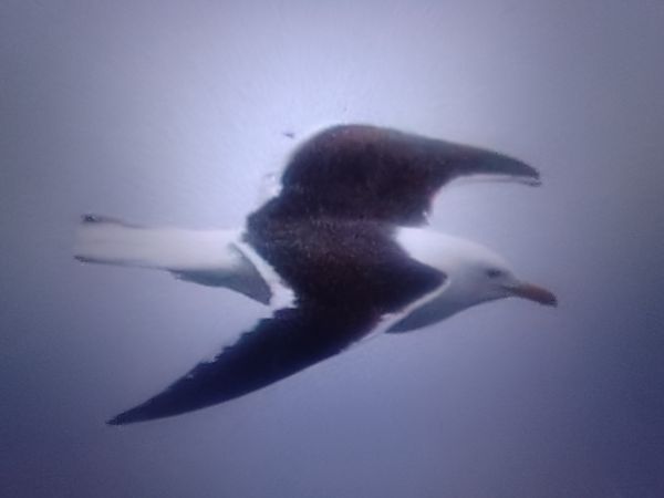 mewa żółtonoga (ssp. fuscus)  - Piotr Janowicz