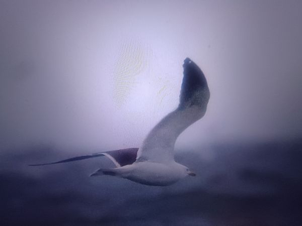 Heringsmöwe (ssp. fuscus)  - Piotr Janowicz