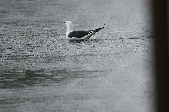 mewa żółtonoga (ssp. fuscus)  - Piotr Janowicz
