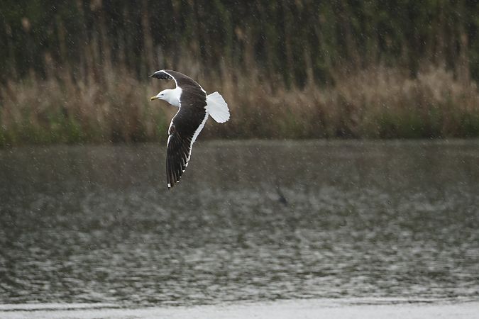 mewa żółtonoga (ssp. fuscus)  - Piotr Janowicz