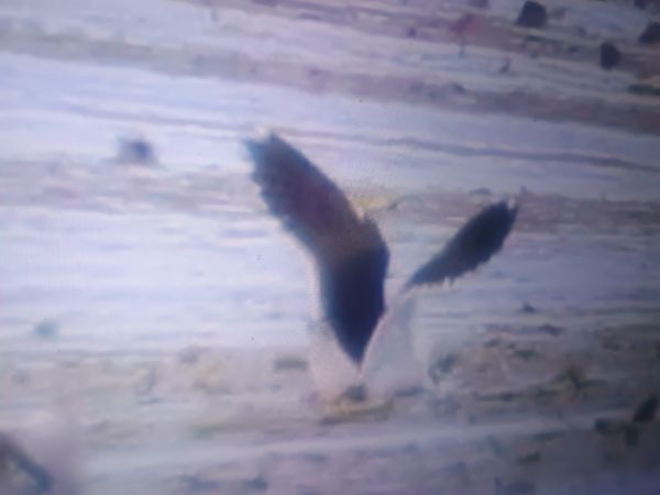 mewa żółtonoga (ssp. fuscus)  - Piotr Janowicz