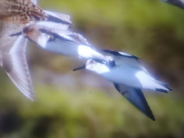 Sanderling  - Piotr Janowicz