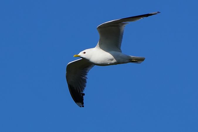 mewa siwa 