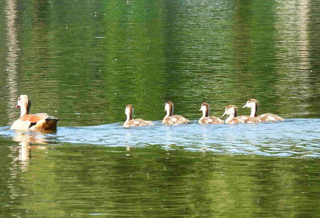 Nilgans  - Marek Janas
