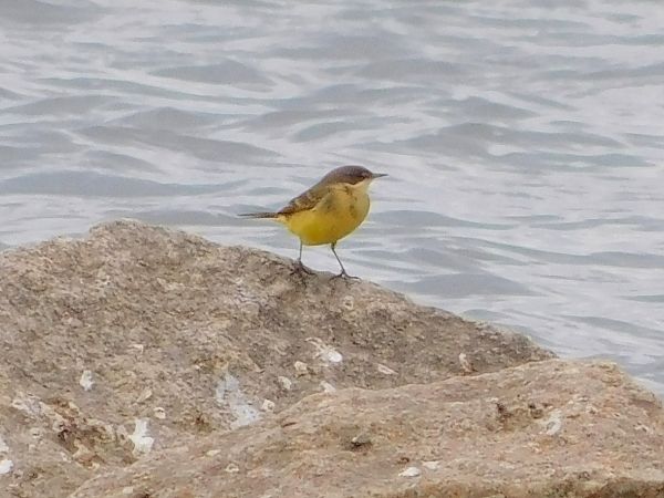 pliszka żółta (tundrowa, ssp. thunbergi) 