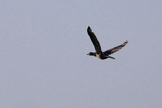 kormoran mały 