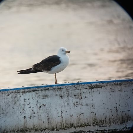 Heringsmöwe (ssp. fuscus)  - Marcin Kucz