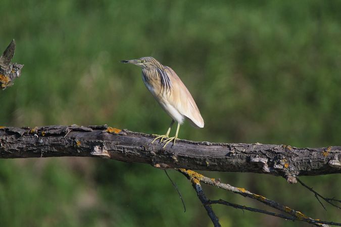 czapla modronosa  - Piotr Wal