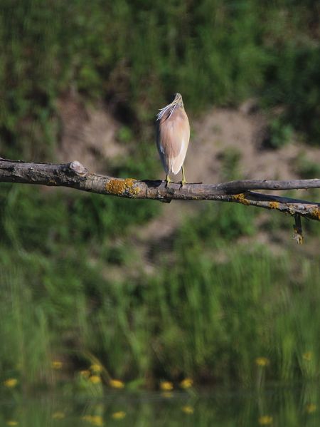 czapla modronosa  - Piotr Wal