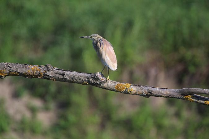 czapla modronosa  - Piotr Wal